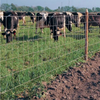 Galvanized Steel Field Fence Corrosion Resistant Long Lifespan for General Livestock