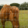 Field Fence with Weaving Wire Durable Livestock Protection for Farm Applications