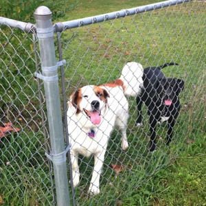PVC-coated green wire mesh fence