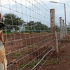 Corrosion Resistant Galvanized Steel Wire Field Fence Customizable for Livestock Farm Use