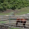 Easy to Install 1.2M Galvanized Ranch Fence Horse Pen and Livestock Sheep Goat Horse Corral Fence Panel for Pasture Farm